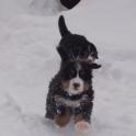 JaniceWaterstreetPuppySnow05