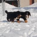 JaniceWaterstreetPuppySnow07