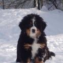 JaniceWaterstreetPuppySnow08