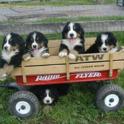 JoanneGerowPup-wagon