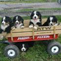 JoanneGerowPup-wagon