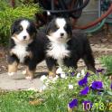 JonOConnorBrightmanPuppies