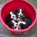 JudyArnesonPuppyBucket