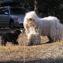 LeslieJoanisseCentavoKomondor