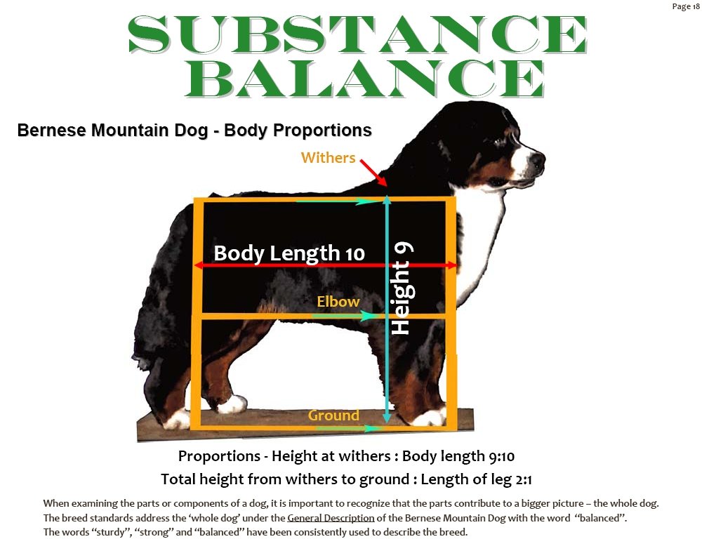 bernesemountaindogbalancesubstance.jpg