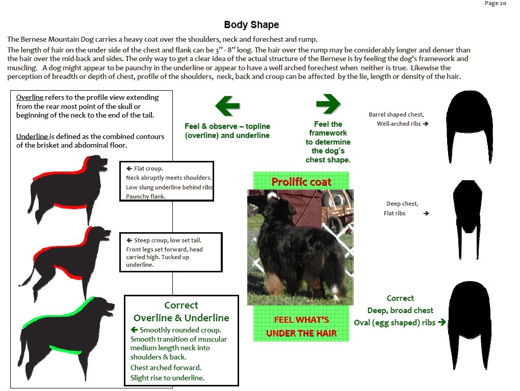 bernesemountaindogchestandbodyshape.jpg