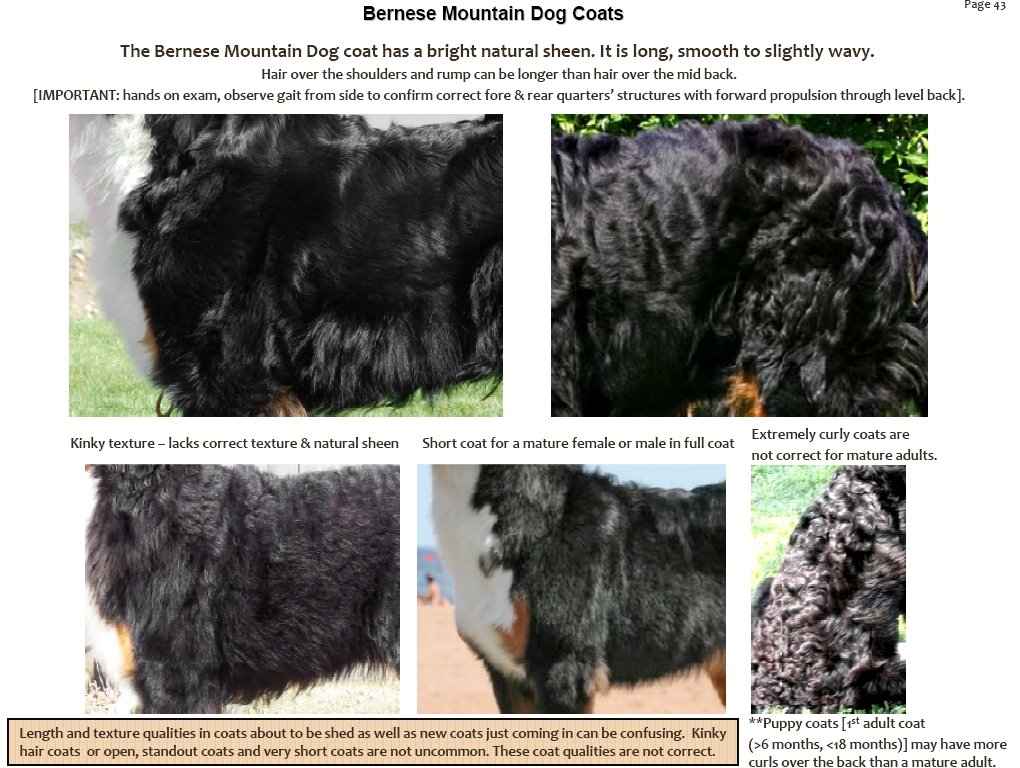 bernesemountaindogcoats.jpg