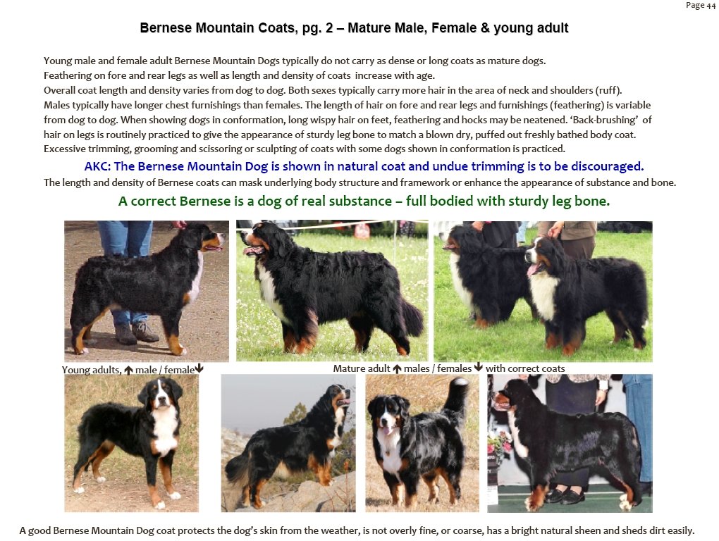 bernesemountaindogcoatsgenderandage.jpg