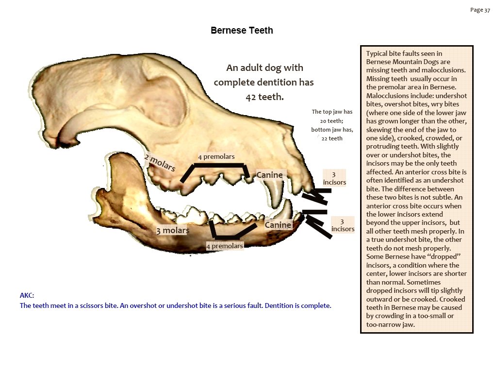 bernesemountaindogdentition.jpg