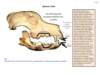 bernesemountaindogdentition_small.jpg