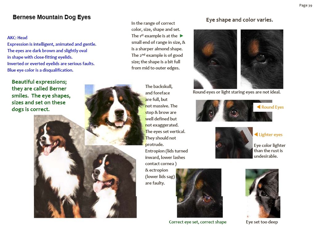 bernesemountaindogeyecolorshapeset.jpg