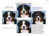 bernesemountaindogfacialmarkingsstudy_small.jpg