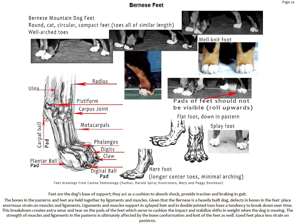 bernesemountaindogfeet.jpg