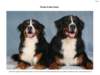 bernesemountaindogfemalemaleheads_small.jpg