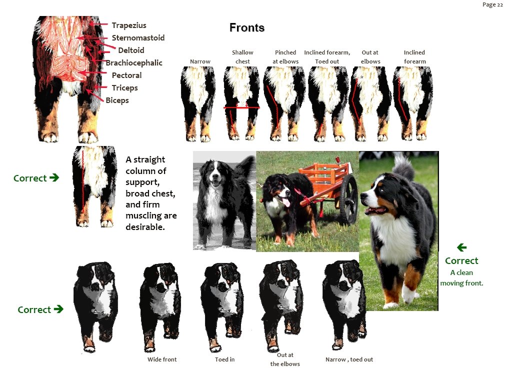 bernesemountaindogforequarters.jpg