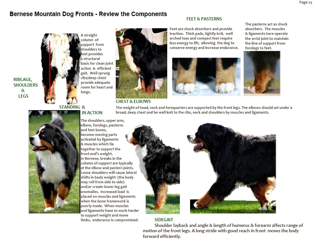 bernesemountaindogforequarterscomponents.jpg