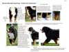 bernesemountaindogforequarterscomponents_small.jpg