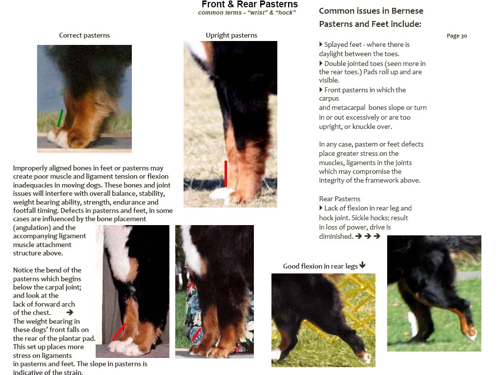 bernesemountaindogfrontrearpasterns.jpg