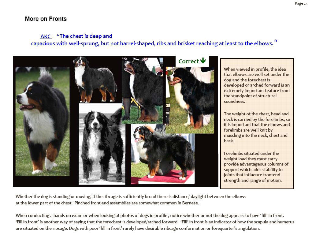 bernesemountaindogfronts.jpg