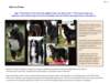bernesemountaindogfronts_small.jpg