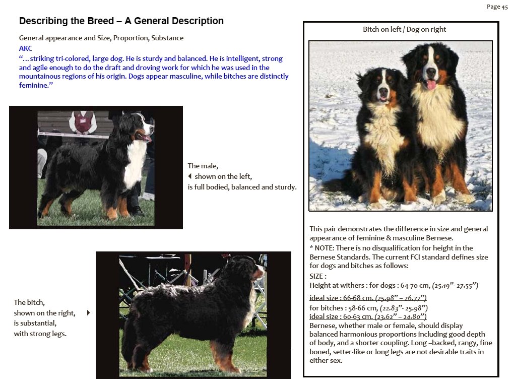 bernesemountaindoggeneralappearance.jpg