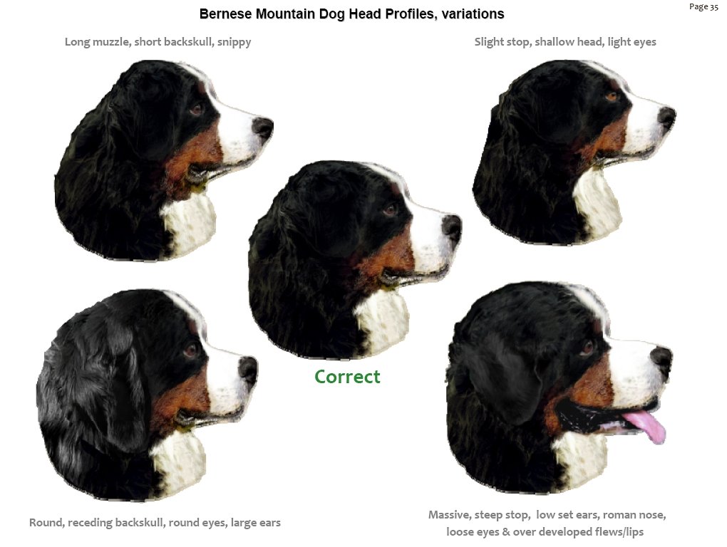 bernesemountaindogheadprofiles.jpg