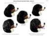 bernesemountaindogheadprofiles_small.jpg