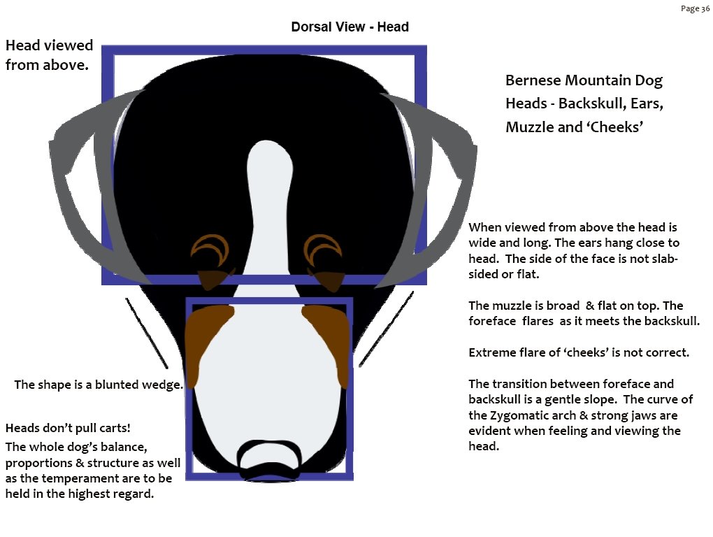 bernesemountaindogheadshape.jpg