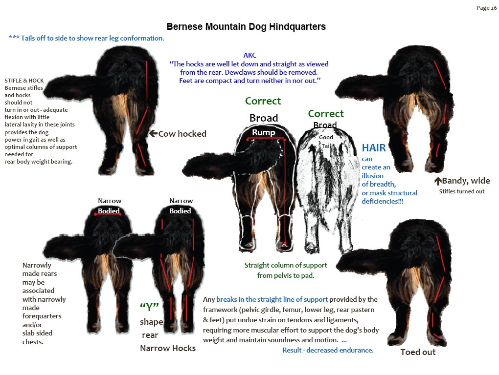 bernesemountaindoghindquarters.jpg