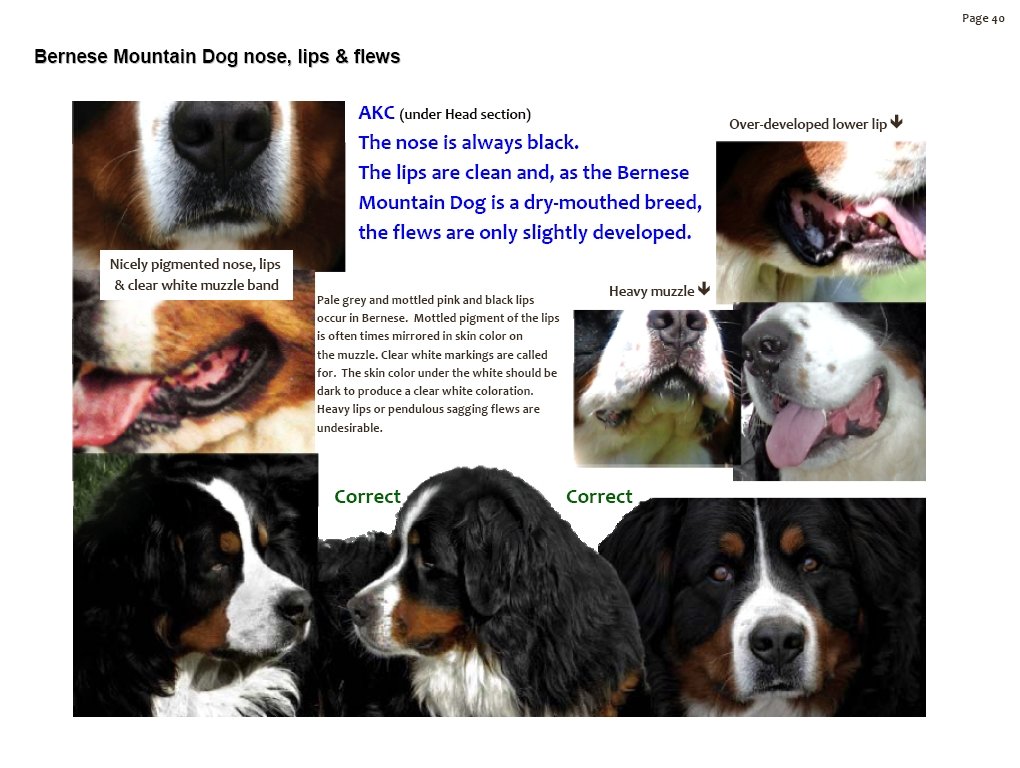 bernesemountaindognoselipsflews.jpg