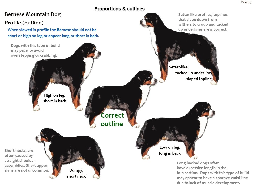 bernesemountaindogprofilesoutline.jpg