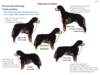 bernesemountaindogprofilesoutline_small.jpg