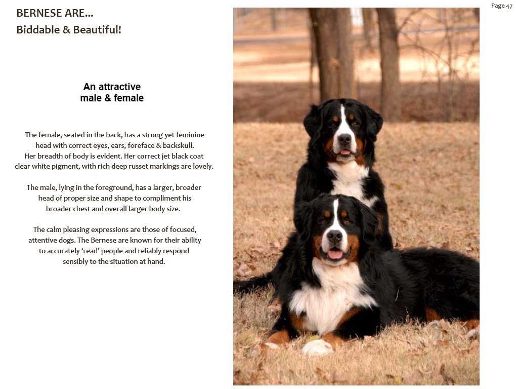 bernesemountaindogsbiddablebeautiful.jpg