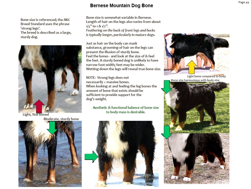 bernesemountaindogsbone.jpg