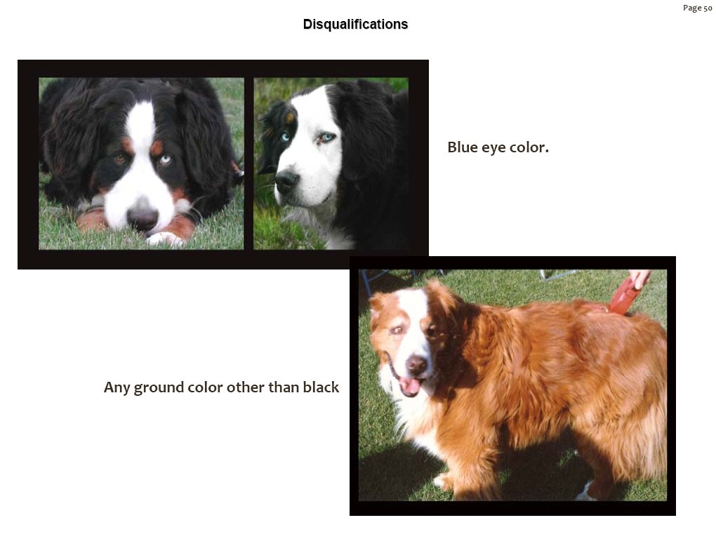 bernesemountaindogsbreedstandarddisqualifications.jpg