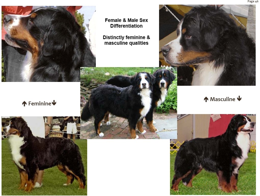 bernesemountaindogsexdifferentiation.jpg