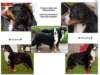 bernesemountaindogsexdifferentiation_small.jpg