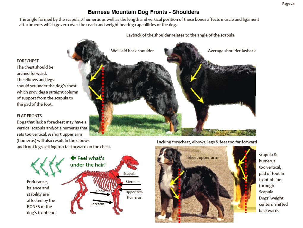 bernesemountaindogshoulderangulation.jpg