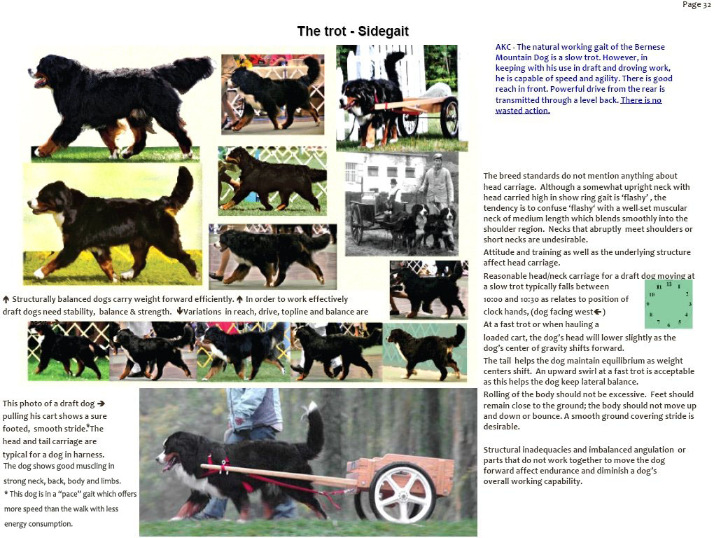 bernesemountaindogsidegait.jpg