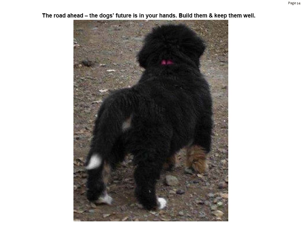 bernesemountaindogsthefuture.jpg