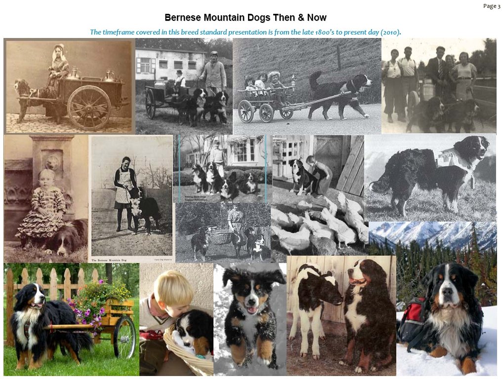 bernesemountaindogsthennow.jpg