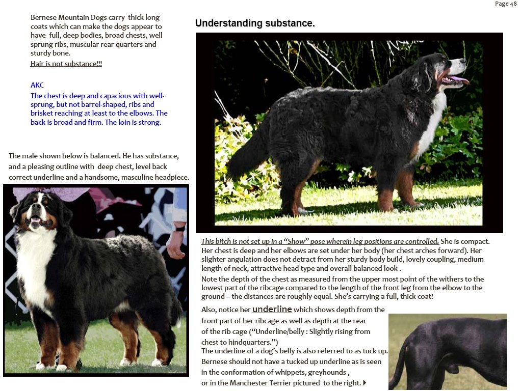 bernesemountaindogsunderstandingsubstance.jpg