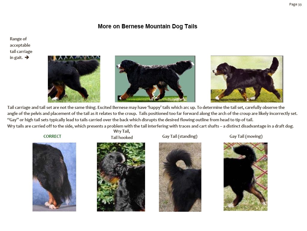 bernesemountaindogtails.jpg