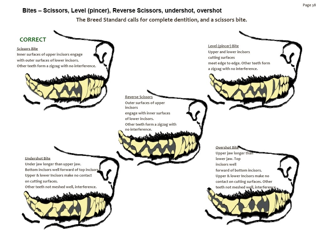 Dog Teeth Chart Age