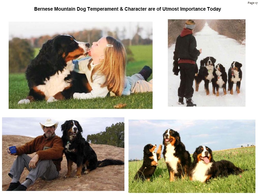 bernesemountaindogtemperament.jpg