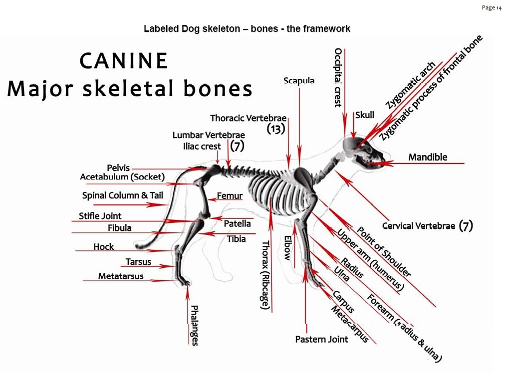 dogskeletonlabeledbones.jpg