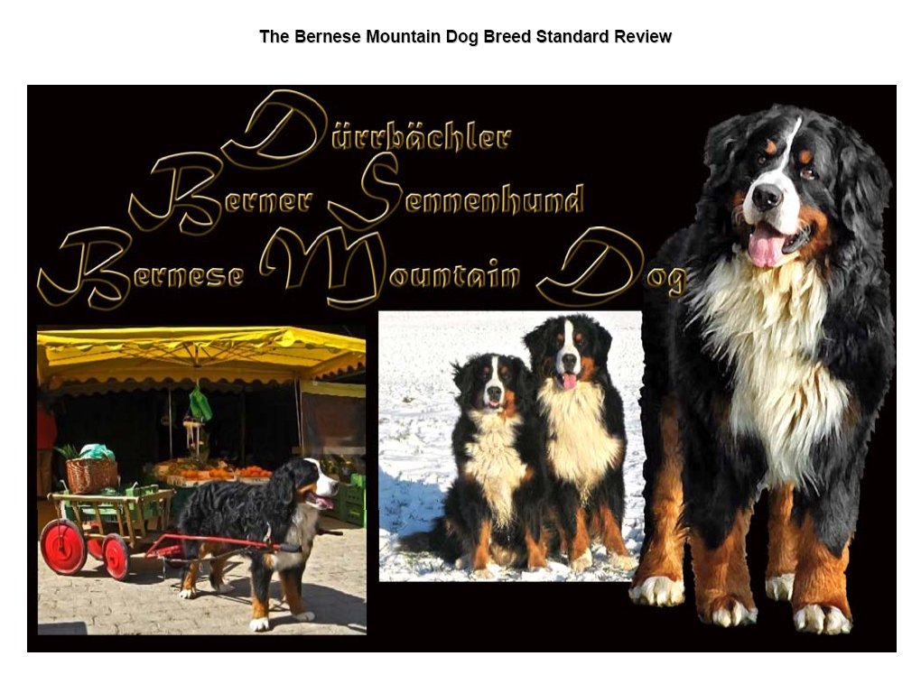 thebernesemountaindogbreedstandardreview.jpg