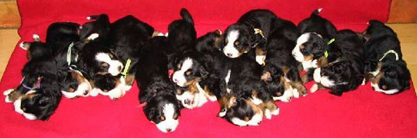 %_tempFileName4wk-13pups%