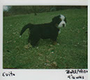 %_tempFileNameevita14weeks%