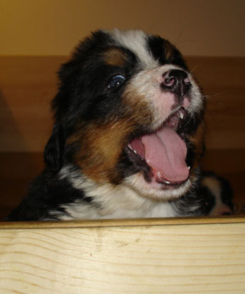 Berner puppy at 5 weeks